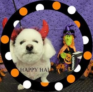 Meet your Posher, Candius